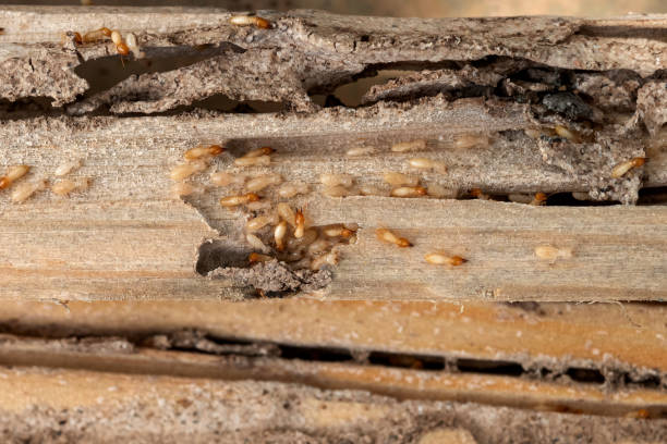 Best Flea Control Services  in Sierra View, PA